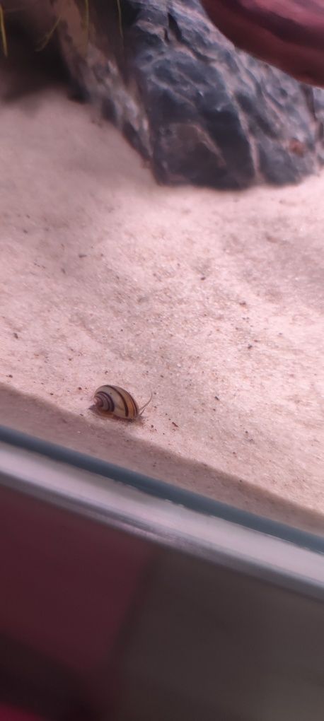 Asolene Spixi caracol veja todos os meus anúncios