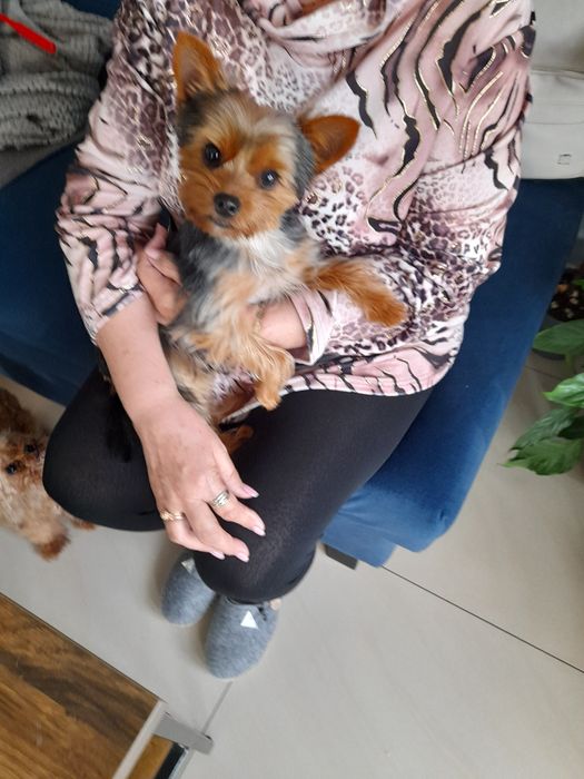 Yourshire Terrier