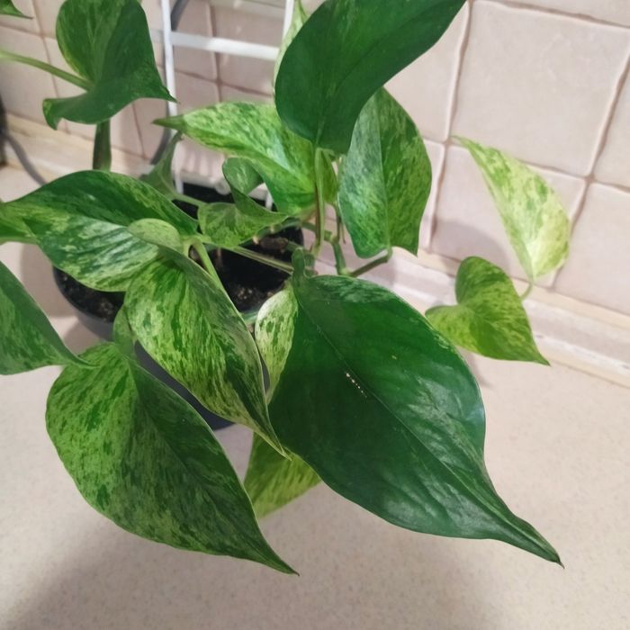 Марбл Квин,Эпипремнум золотистый