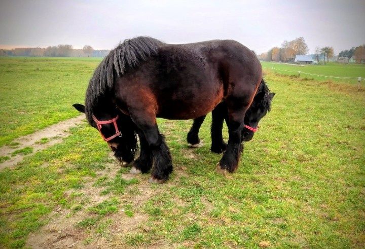 Odsadek belg arden zimnokrwisty