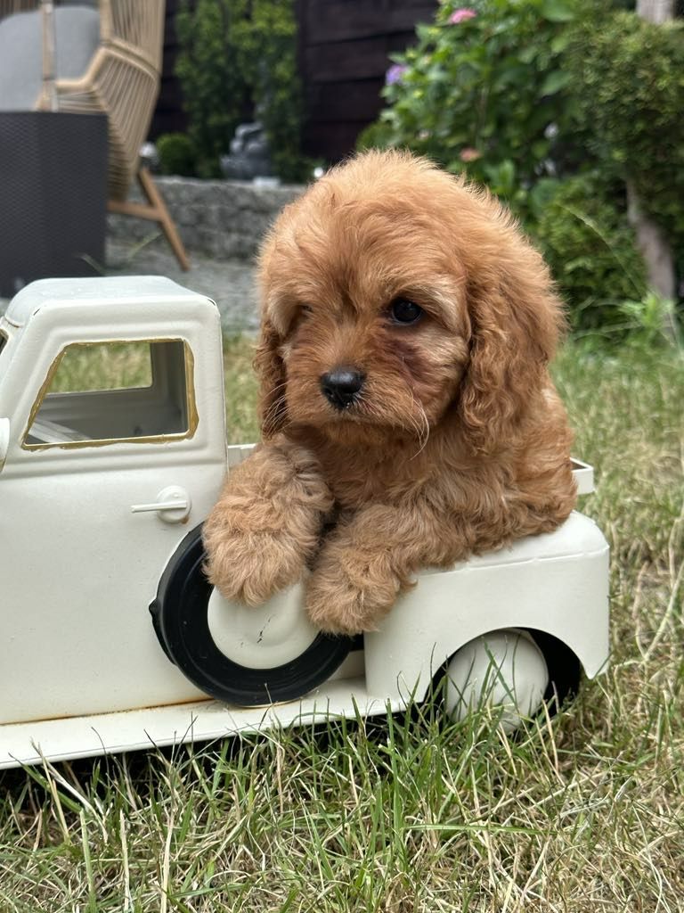 Cudowna dziewczynka Cavapoo