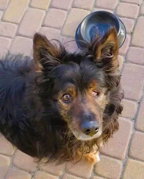 ROMUŚ - staruszek porzucony na opuszczonej posesji, ADOPTUJ