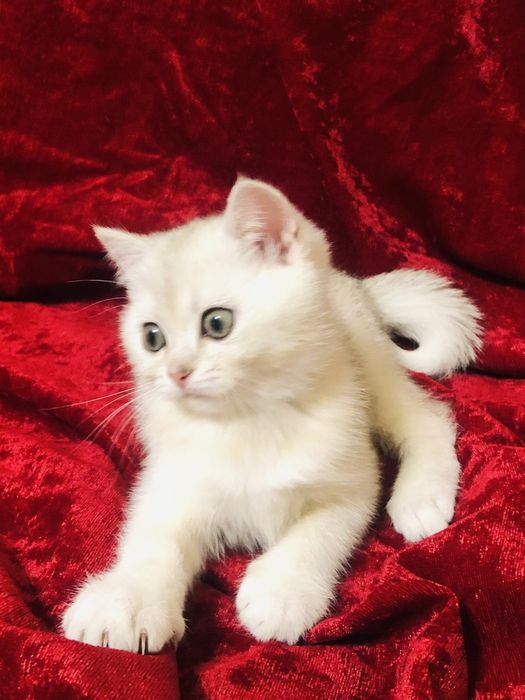 Ласкавий сріблястий котик. Шиншила. Купити в Київі в Україні