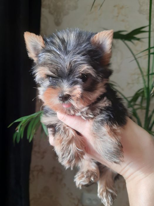 Бумер ждёт свою мамочку