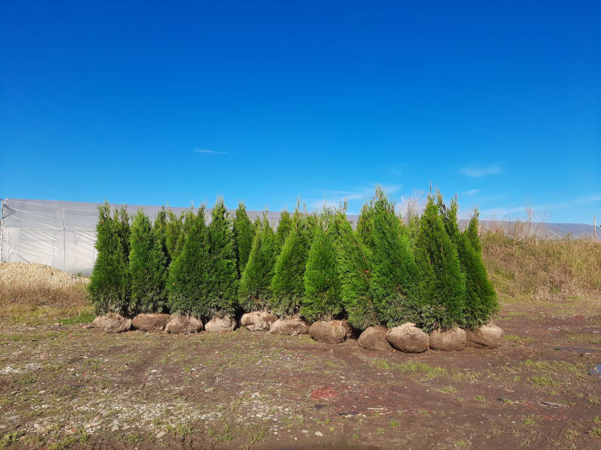 Thuja Smaragd 100,120,140,150 cm! Tuja Szmaragd! Sadzimy! Dowóz! Tuje!