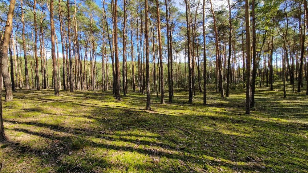 Działka leśna przy asfalcie, 3 ha, LAS