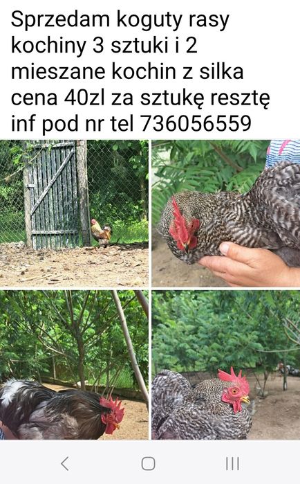 Sprzedam koguty 80zl