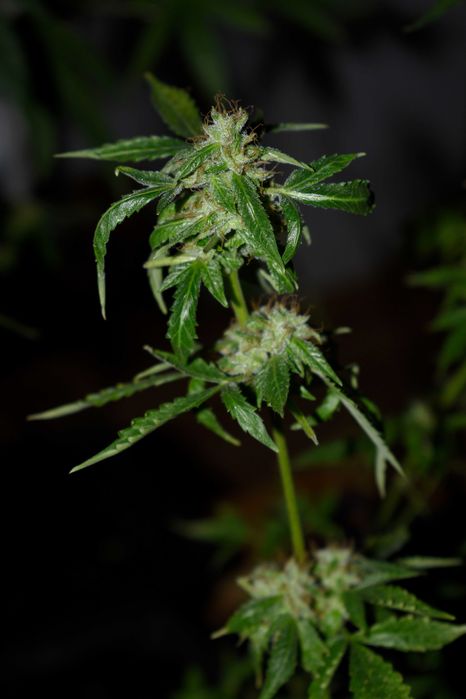 Susz Roślinny 10g Marihuana CBC CBL CBN CBG Cannabis Flos 10g MIX