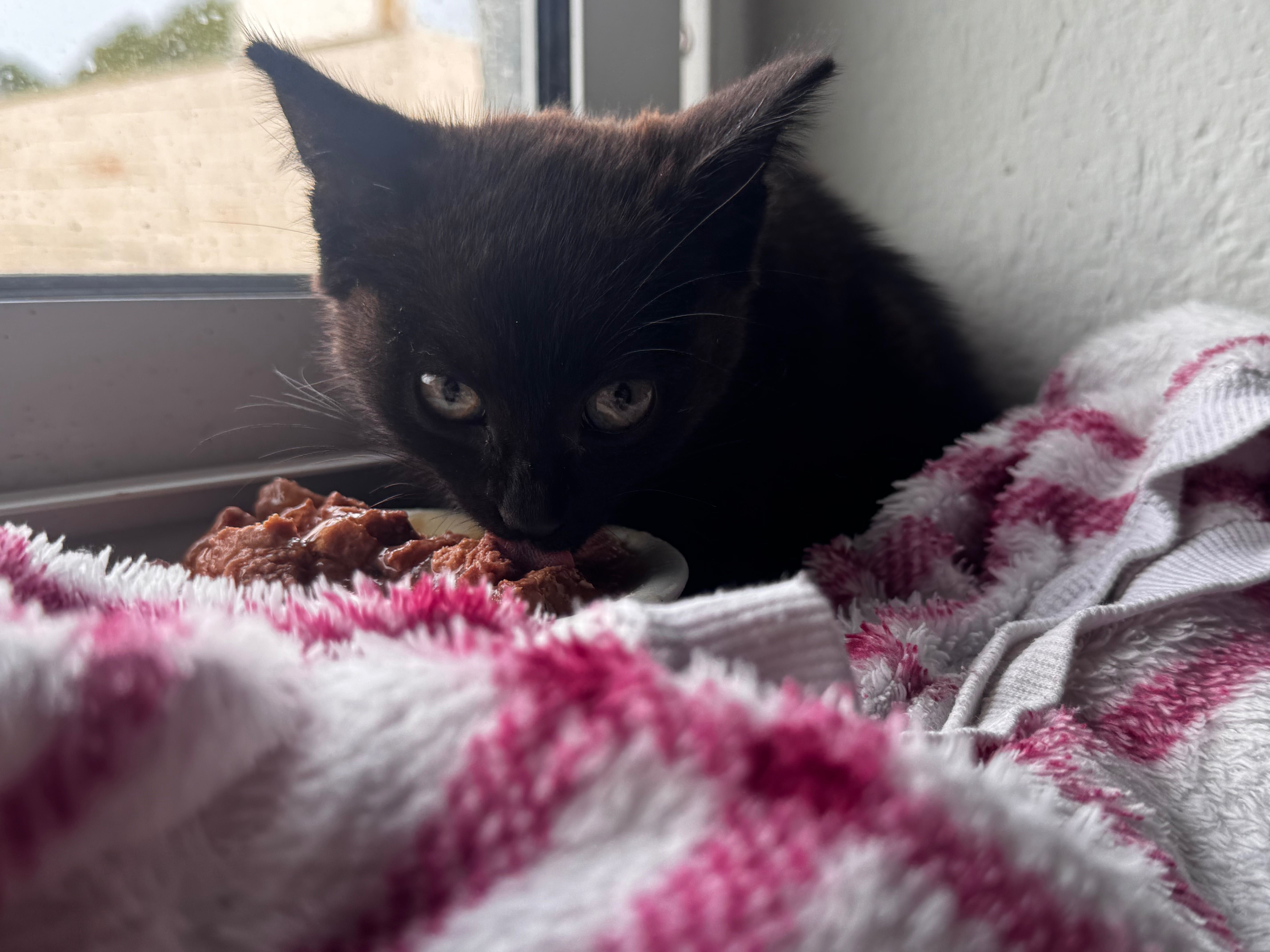 Gatinhos bebés para adoção