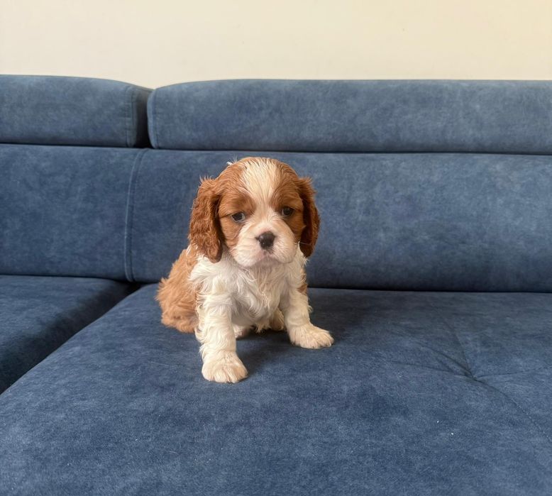 Cavalier King Charles Spaniel piesek