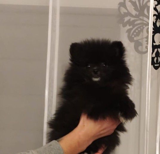 Szpic miniaturowy suczka