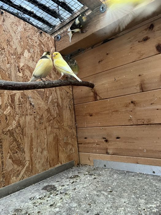Kanarki zmienią wolierę