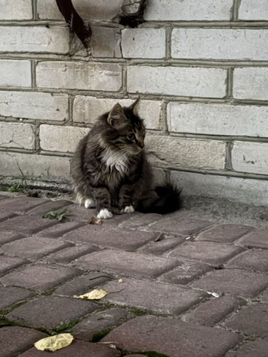 Безкоштовно в гарні руки смугасте кошеня з білою грудкою