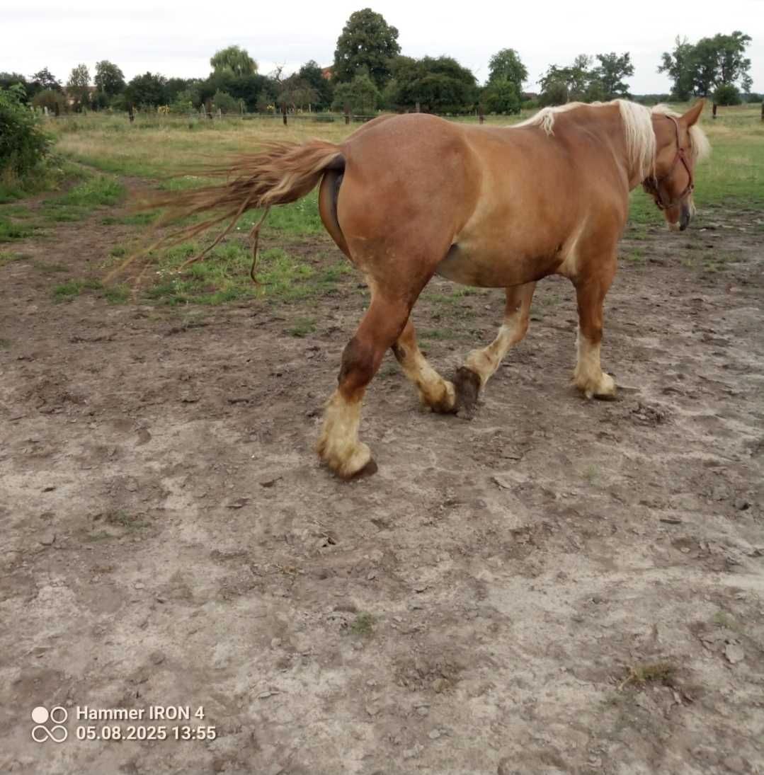Sprzedam klacze zimnokrwiste