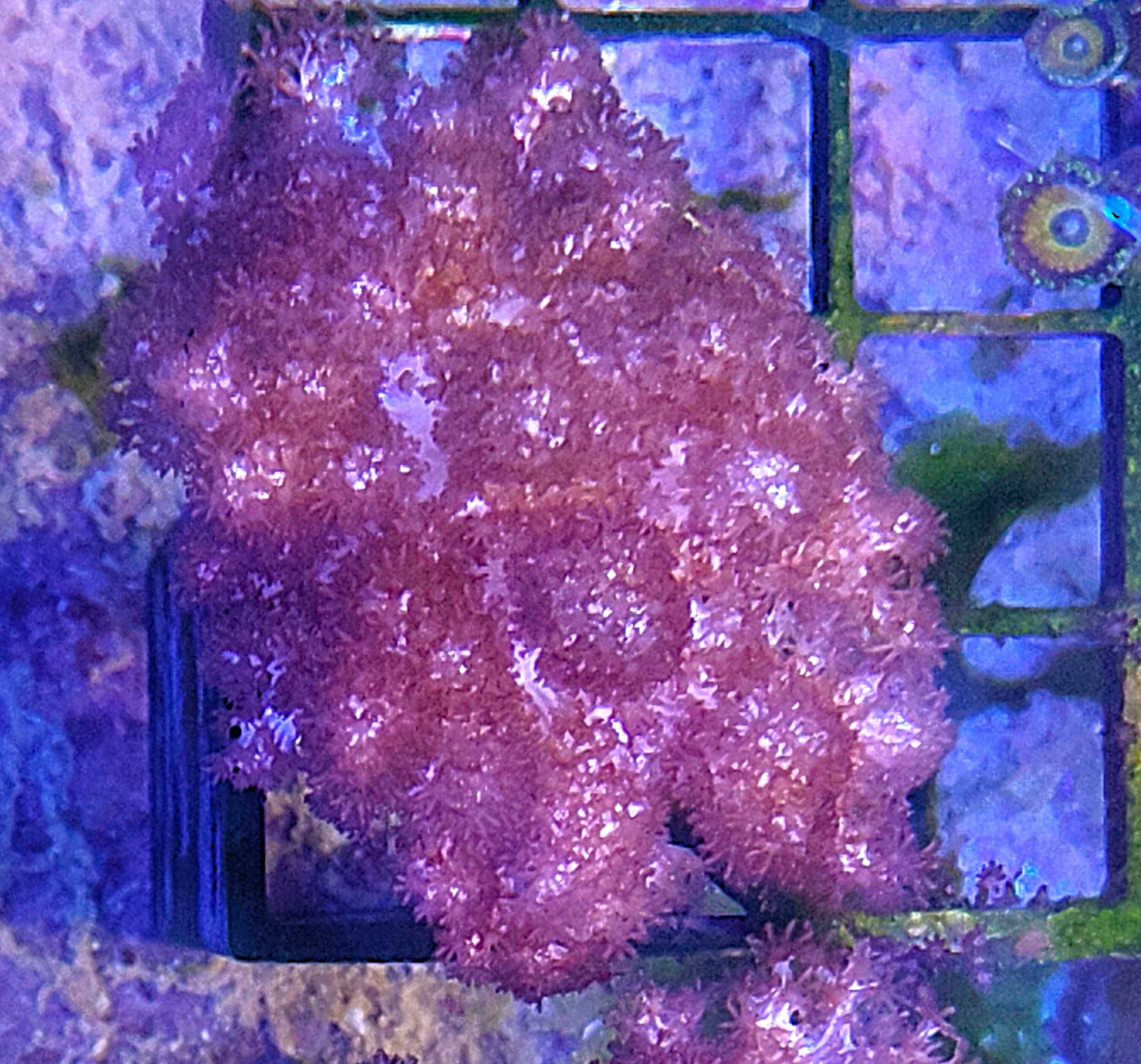 Purple Asterospicularia. Morskie