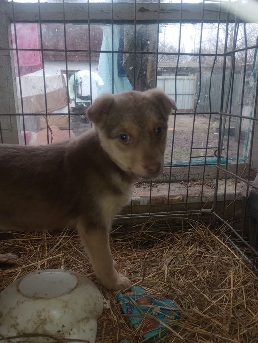 Каштанка 2,5 мес вакцинирована+бесплатная стерилизация