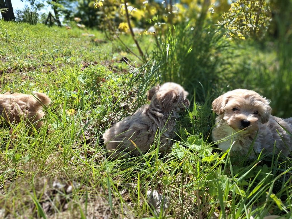 Maltipoo szczeniak