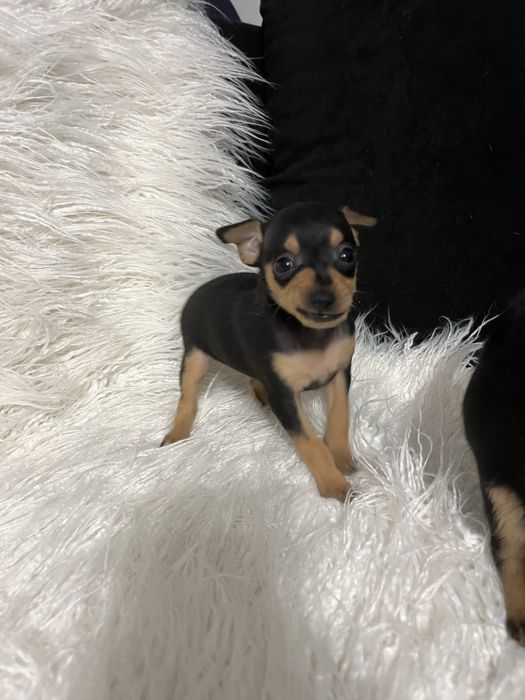 Pińczer miniaturowy ratlerek