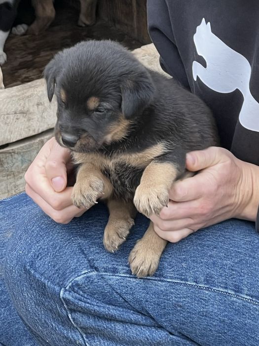 Безаоштовно цуценята
