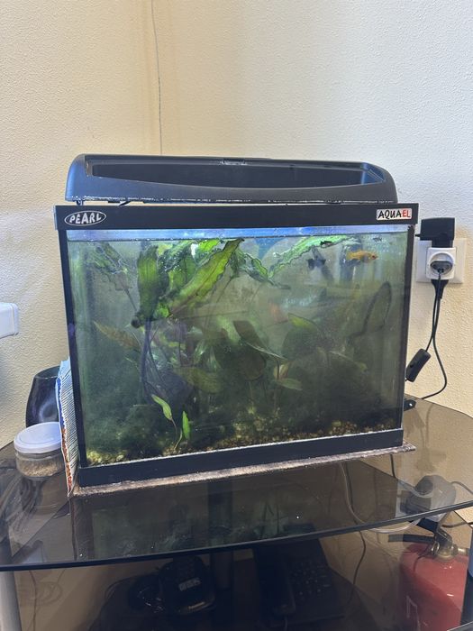 Акваріум з рибами