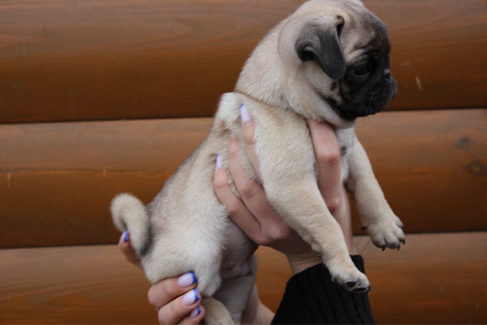 Мопсуни красуни хлопчики мопси