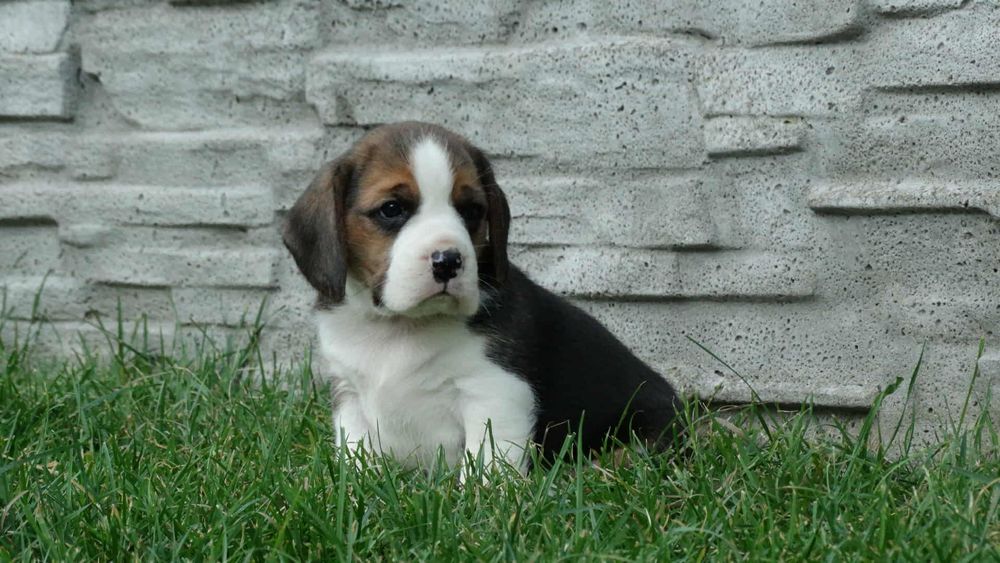 Suczka rasy Beagle