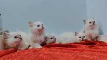 Ragdoll gotowe do odbioru