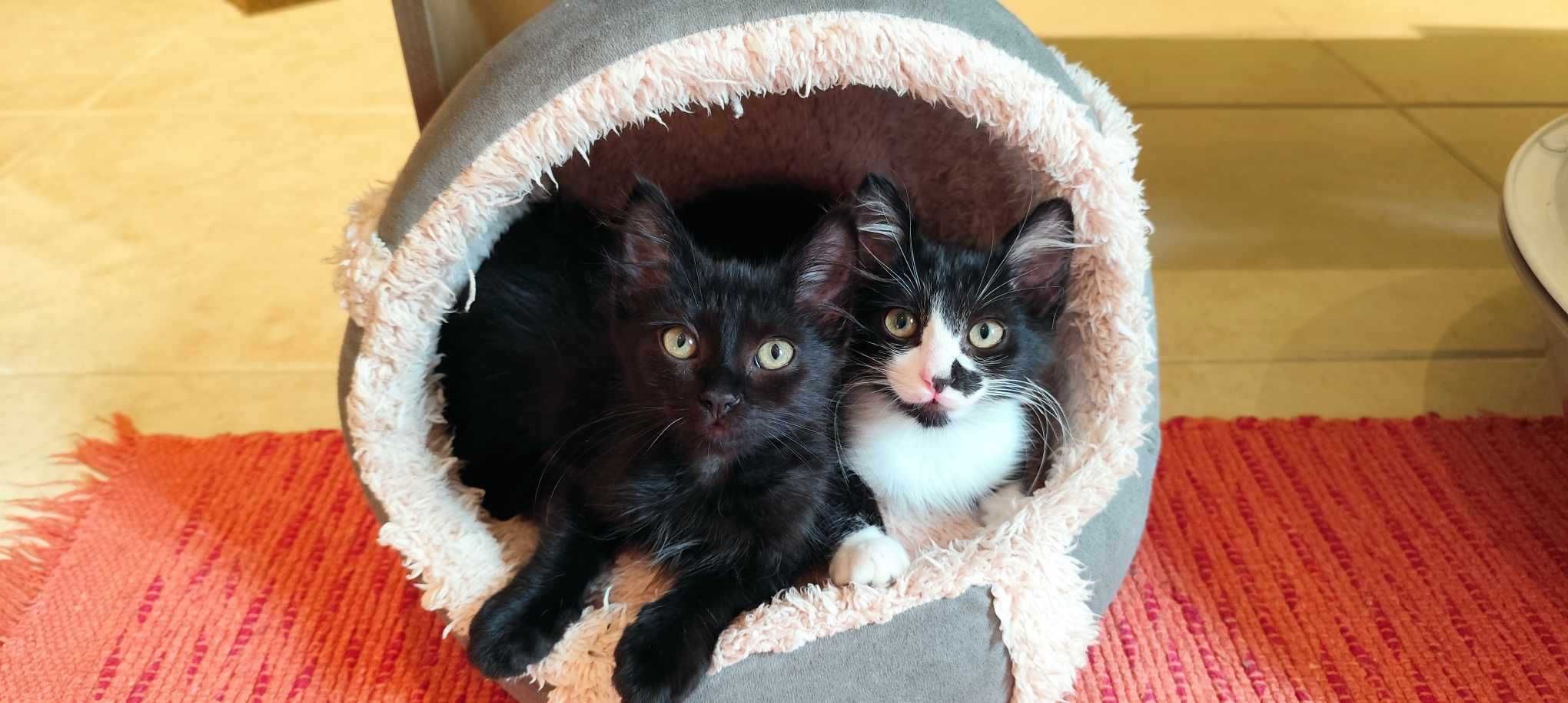 Gatinhos para adoção responsável