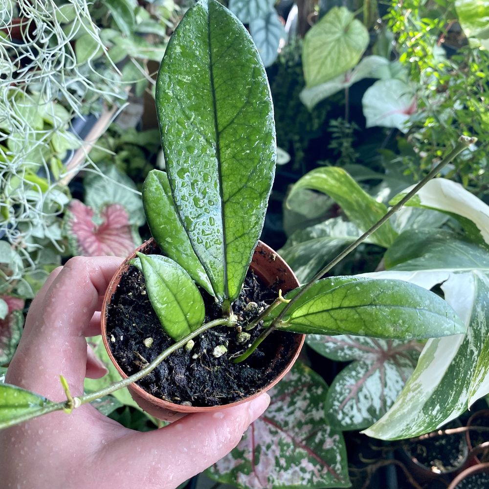 Хойя крассіпетіолата / Hoya crassipetiolata