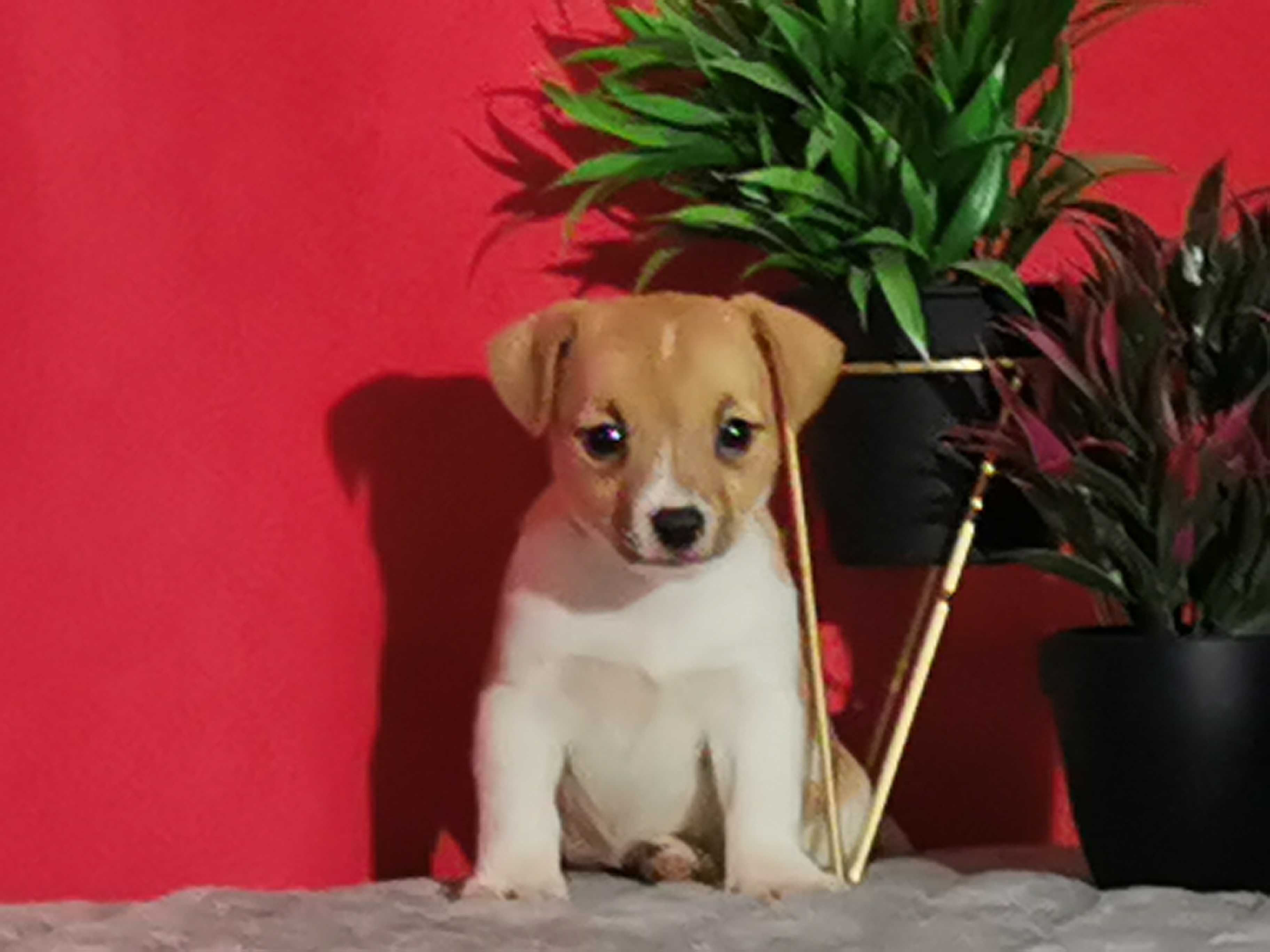 Jack Russell Terrier urocza sunia
