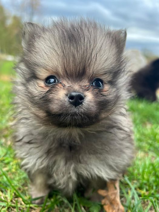 Szpic pomeranian
