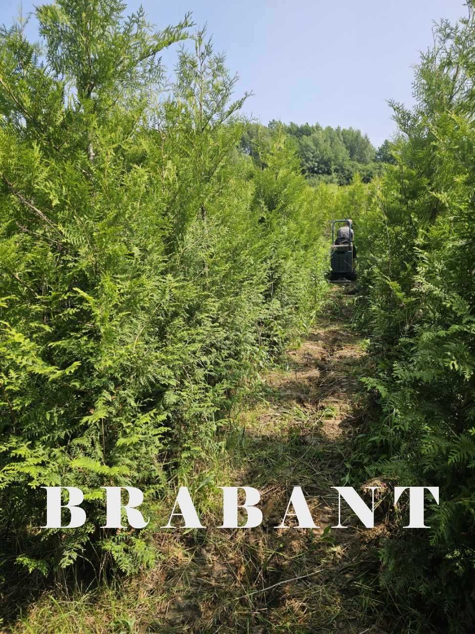 Tuja Brabant/Szmaragd 250 , 220 cm SADZIMY (dostawa GRATIS cały kraj)