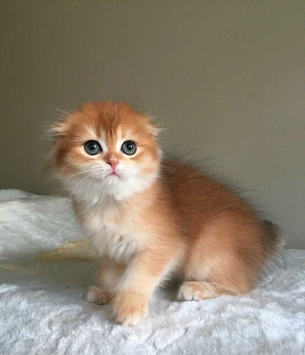 Kotka szkocka zwisłoucha, color złota szynszyla, długowłosa