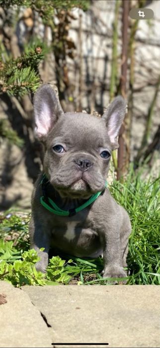 Щенки французского будьдога