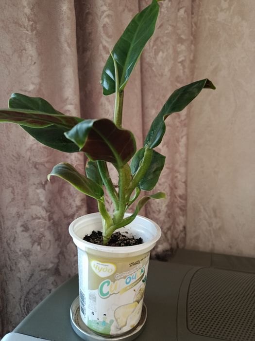 Філодендрон Cruentum var.