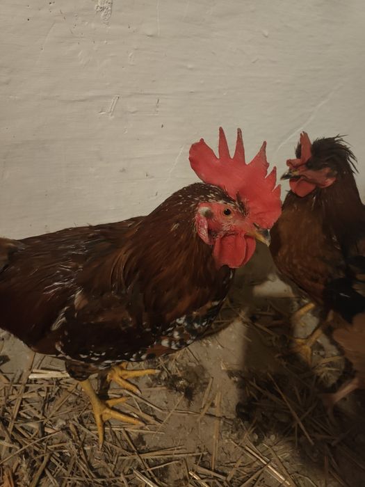 Koguty młode różne kolory