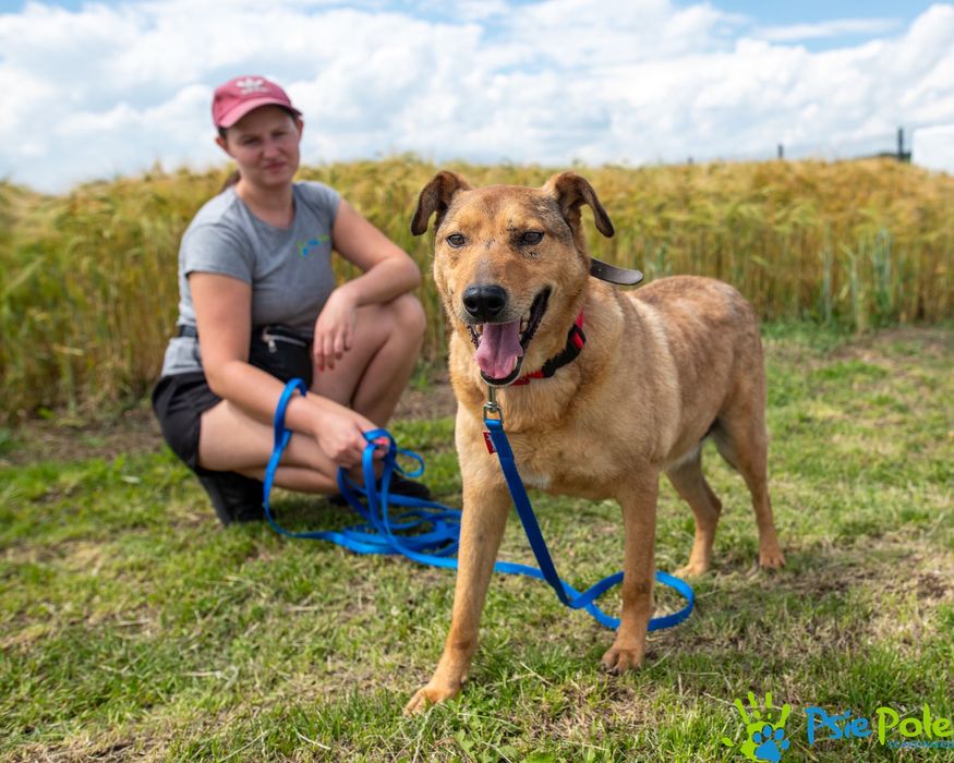 Bronek skrzywdzony piesek szuka kochającego domu