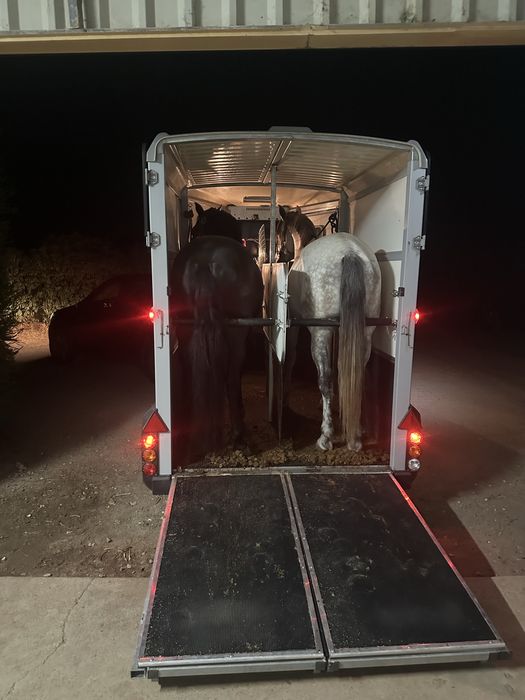 Transporte de cavalos