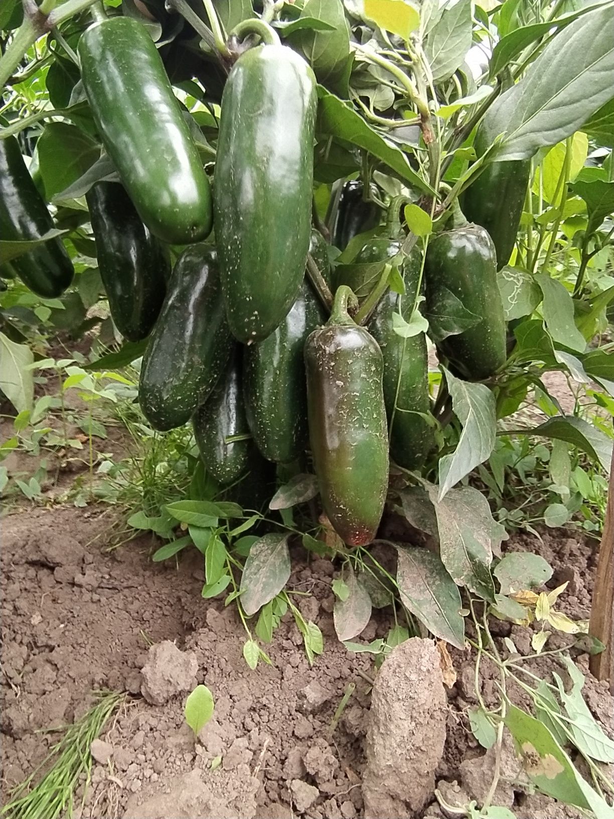 Papryka Jalapeno 10kg ostra z wlasnej uprawy chilli