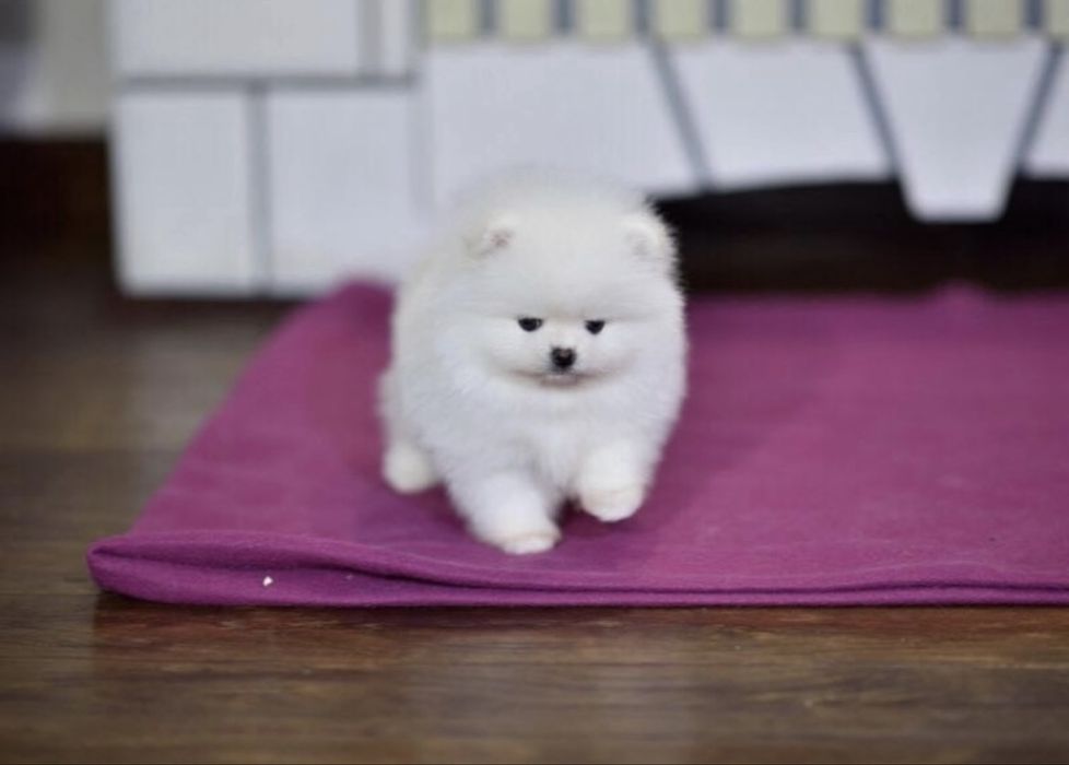 VIP!!Шикарный белый мини мальчишка. Шпиц