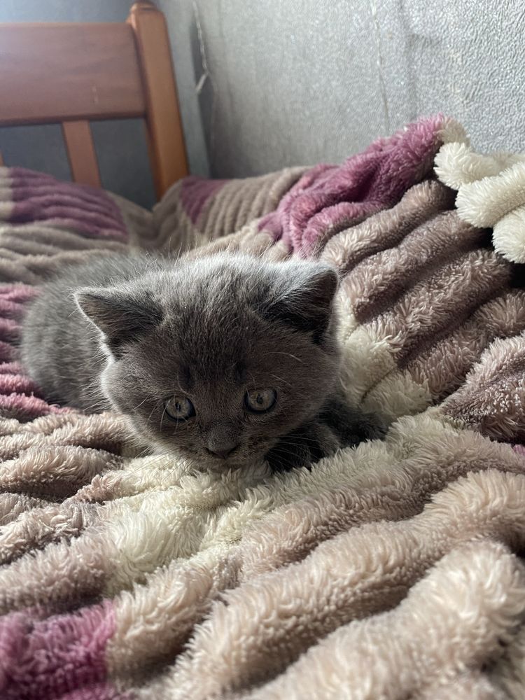 шотланская кошка