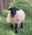 Carneiro Suffolk puro