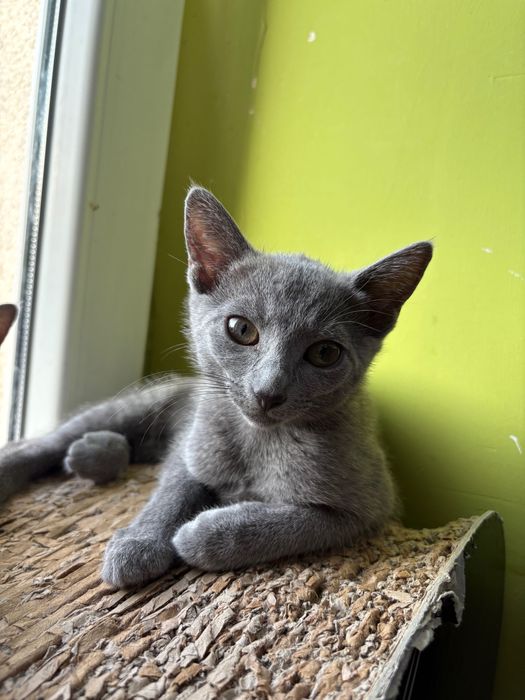 Kotka Rosyjska niebieska FPL