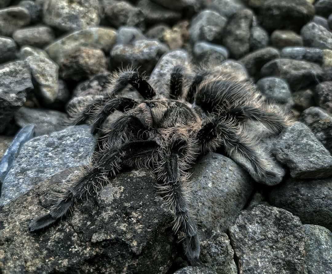 tarantula spider of Ukraine good home pets