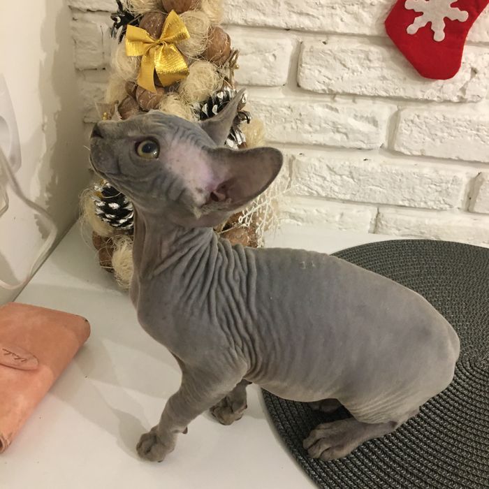 Канадский сфинкс , голубой ,черний окрасы