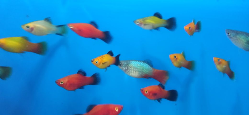 Platka, zmienniak plamisty, Xiphophorus maculatus