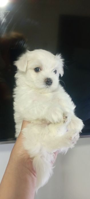 Продаються щенки мальтезе