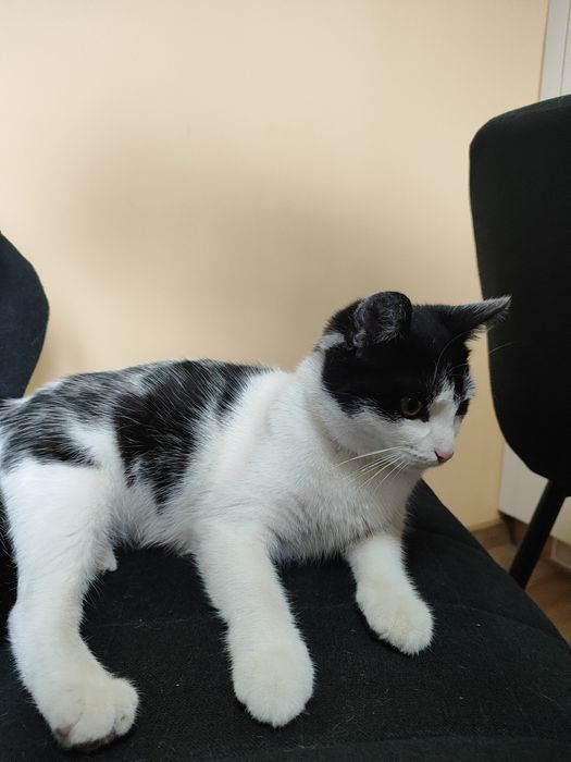 Kot dachowiec "Kaja"