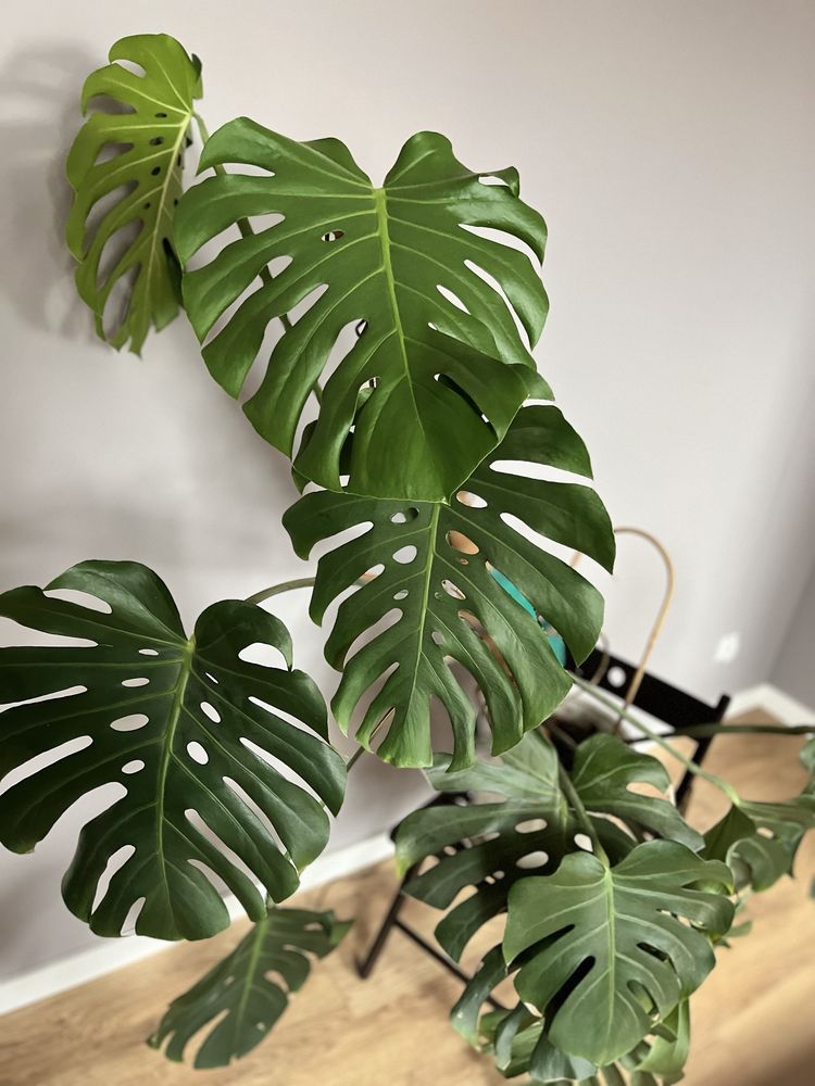 Duża monstera odbiór osobisty