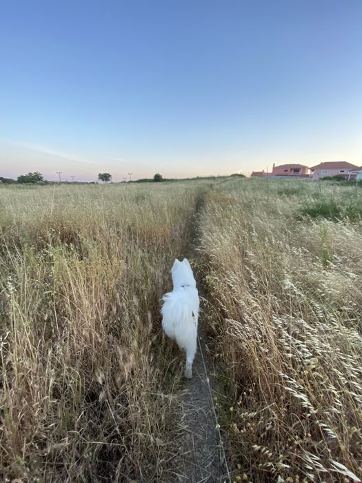 Cao da raça Samoiedo